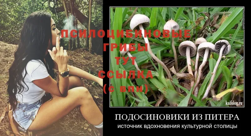 сайты даркнета телеграм  Кисловодск  Галлюциногенные грибы Psilocybine cubensis 