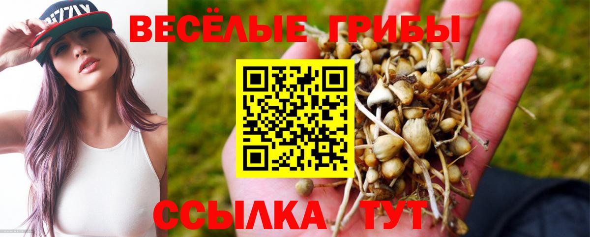 Кисловодск  Псилоцибиновые грибы Psilocybine cubensis  Вход с VPN 